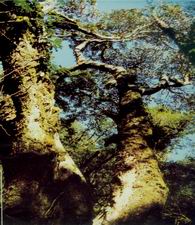 保山大树杜鹃王天气 保山大树杜鹃王天气