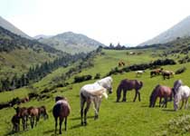 利川齐岳山天气 利川齐岳山天气