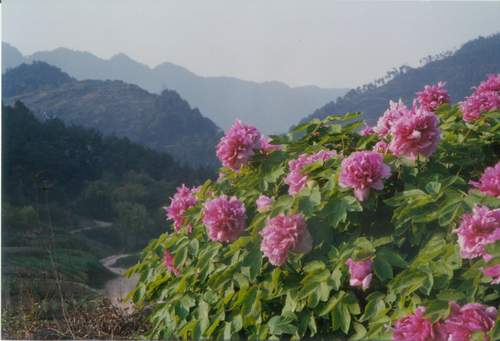 垫江牡丹生态旅游区天气 垫江牡丹生态旅游区天气