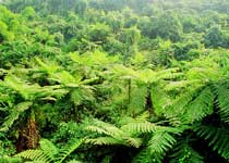 赤水桫椤王国天气 赤水桫椤王国天气