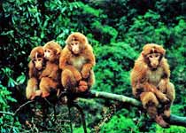 峨眉山自然生态猴区天气 峨眉山自然生态猴区天气