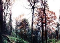 屏山老君山天气 屏山老君山天气