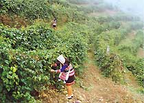 景洪基诺山天气 景洪基诺山天气