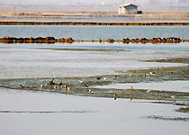 澄江新河口天气