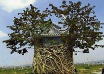 潞西树包塔天气 潞西树包塔天气