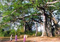 盈江中国榕树王(独树成林)天气 盈江中国榕树王(独树成林)天气