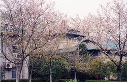 武汉珞珈山 武汉珞珈山