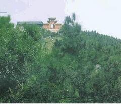 孝感白兆山天气 孝感白兆山天气