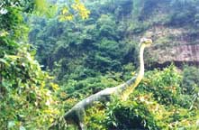 自贡金花桫椤天气 自贡金花桫椤天气