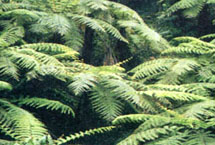 自贡金花桫椤谷天气 自贡金花桫椤谷天气