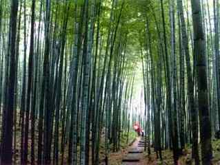 赤水竹海天气 赤水竹海天气