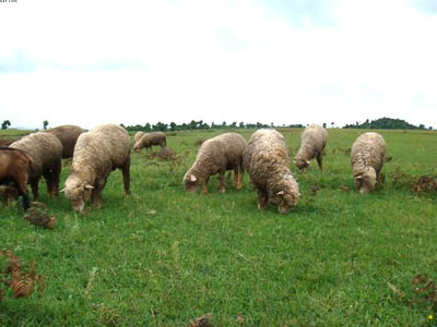 曲靖万亩草山天气 曲靖万亩草山天气