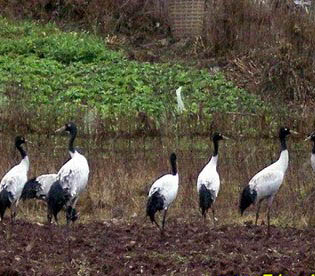 曲靖黑颈鹤自然保护区天气 曲靖黑颈鹤自然保护区天气