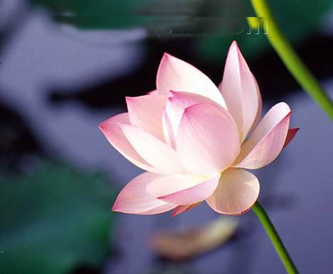 曲靖三岔河十里荷花天气 曲靖三岔河十里荷花天气