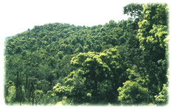 楚雄牟定化佛山天气 楚雄牟定化佛山天气