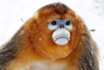 西安周至金丝猴保护区天气 西安周至金丝猴保护区天气