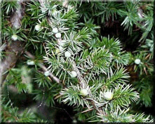 榆林府谷杜松自然保护区天气 榆林府谷杜松自然保护区天气