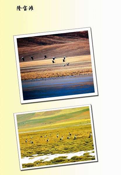 玉树隆宝滩天气 玉树隆宝滩天气