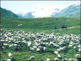 海西都兰国际狩猎场天气 海西都兰国际狩猎场天气