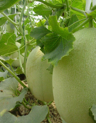 银川市昆仑农业天气 银川市昆仑农业天气