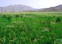 惠农大川生态旅游区 惠农大川生态旅游区