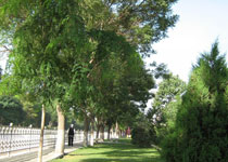 吴忠秦渠公园天气 吴忠秦渠公园天气