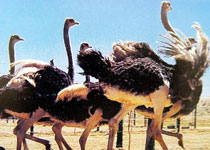 吴忠鸵鸟山庄天气 吴忠鸵鸟山庄天气