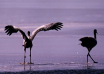 玉树隆宝滩自然保护区天气 玉树隆宝滩自然保护区天气