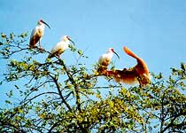 洋县朱鹮自然保护区天气 洋县朱鹮自然保护区天气