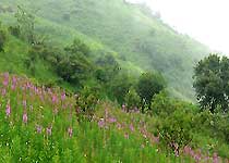 平利正阳草原天气 平利正阳草原天气