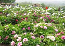 铜川牡丹园天气 铜川牡丹园天气