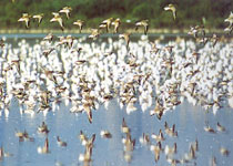 元朗米埔自然保护区天气