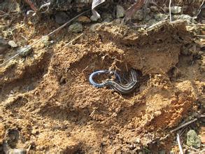 连平黄牛石天气 连平黄牛石天气