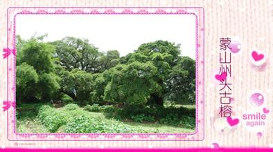 蒙山州头古榕天气 蒙山州头古榕天气