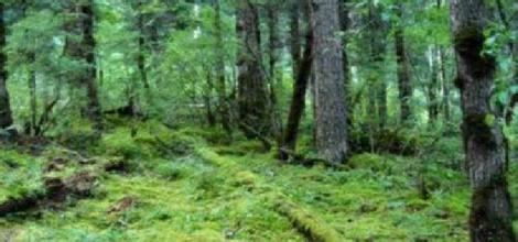 绥阳宽阔水原始森林天气 绥阳宽阔水原始森林天气
