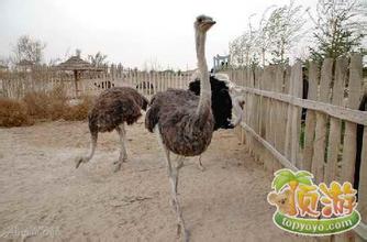 武威神州荒漠野生动物园天气 武威神州荒漠野生动物园天气