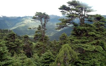 林芝地龙村原始森林天气 林芝地龙村原始森林天气